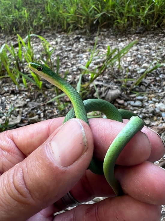 Rough Green Snake